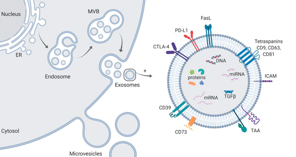 اگزوزوم ها: ستارگان در حال رشد پزشکی بازساختی